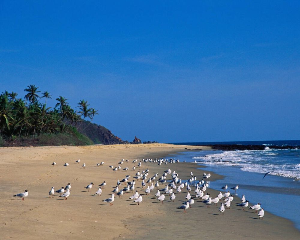 Bhogwe Beach, Kudal